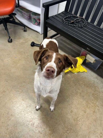 Juniper, an adoptable Brittany Spaniel, Spaniel in Jasper, IN, 47547 | Photo Image 2