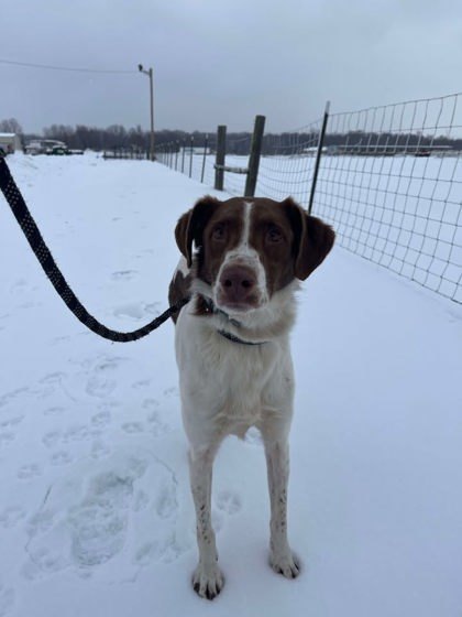 Juniper, an adoptable Brittany Spaniel, Spaniel in Jasper, IN, 47547 | Photo Image 3