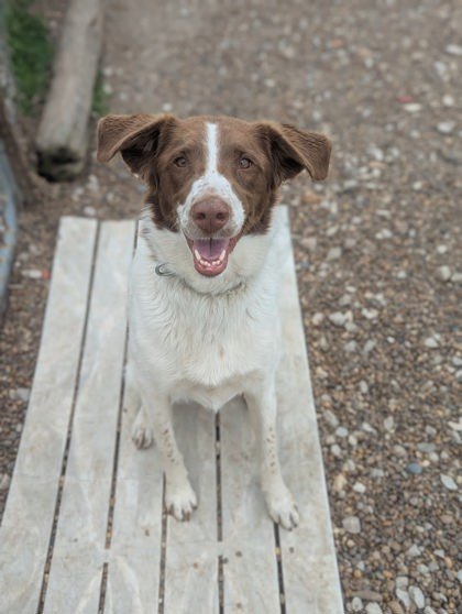 Juniper, an adoptable Brittany Spaniel, Spaniel in Jasper, IN, 47547 | Photo Image 3