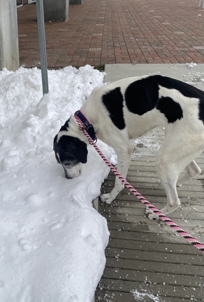 Elsie (in foster)