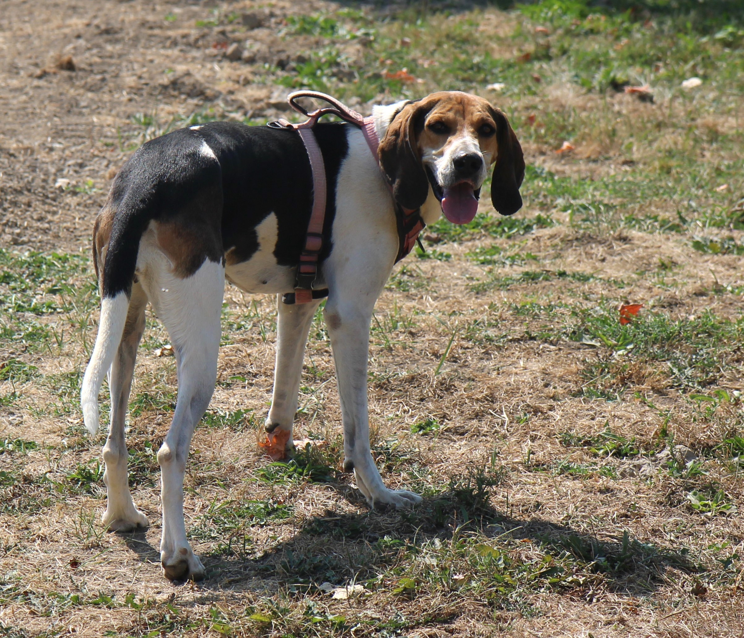 SUSIE.***foster or adopt***
