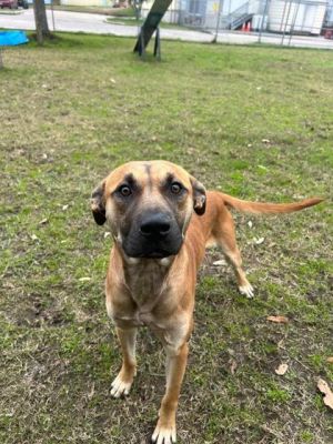 Queso, Adult Male Terrier