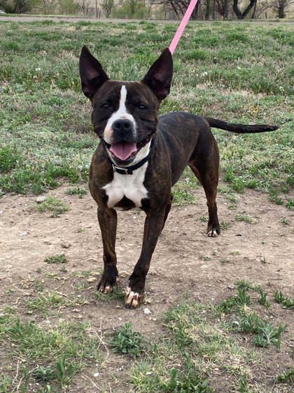Rhea, an adoptable Boston Terrier, Mixed Breed in McCook, NE, 69001 | Photo Image 1