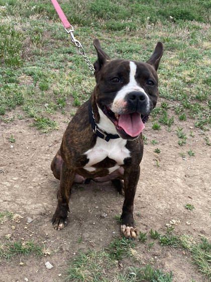 Rhea, an adoptable Boston Terrier, Mixed Breed in McCook, NE, 69001 | Photo Image 2