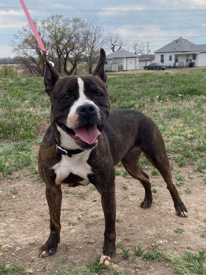 Rhea, an adoptable Boston Terrier, Mixed Breed in McCook, NE, 69001 | Photo Image 3
