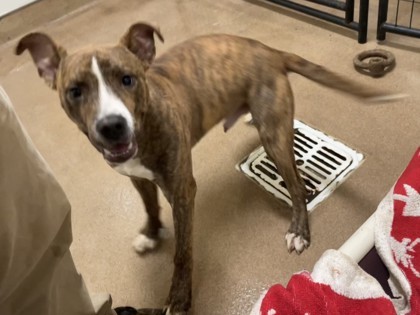 Scoobert, an adoptable Pit Bull Terrier, Mixed Breed in Pendleton, OR, 97801 | Photo Image 1