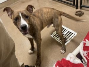 Scoobert, Young Male Pit Bull Terrier