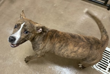 Scoobert, an adoptable Pit Bull Terrier, Mixed Breed in Pendleton, OR, 97801 | Photo Image 2
