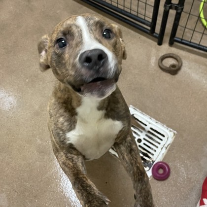 Scoobert, an adoptable Pit Bull Terrier, Mixed Breed in Pendleton, OR, 97801 | Photo Image 3