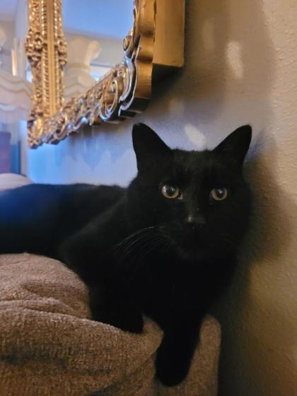 Furnan, an adoptable Domestic Short Hair in Pendleton, OR, 97801 | Photo Image 1