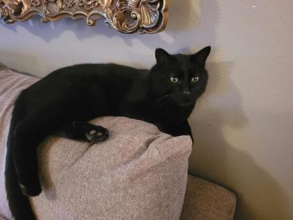 Furnan, an adoptable Domestic Short Hair in Pendleton, OR, 97801 | Photo Image 2
