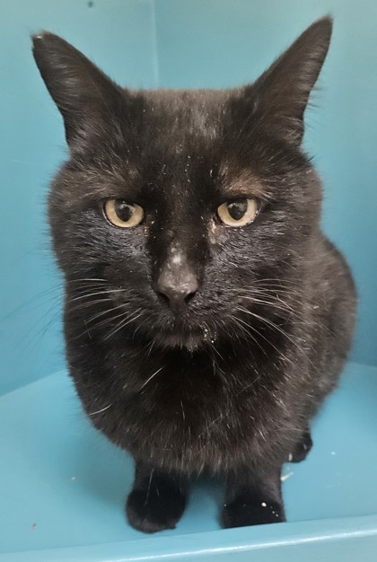 Furnan, an adoptable Domestic Short Hair in Pendleton, OR, 97801 | Photo Image 3
