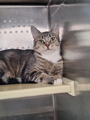Josie, an adoptable Domestic Short Hair in Pendleton, OR, 97801 | Photo Image 1