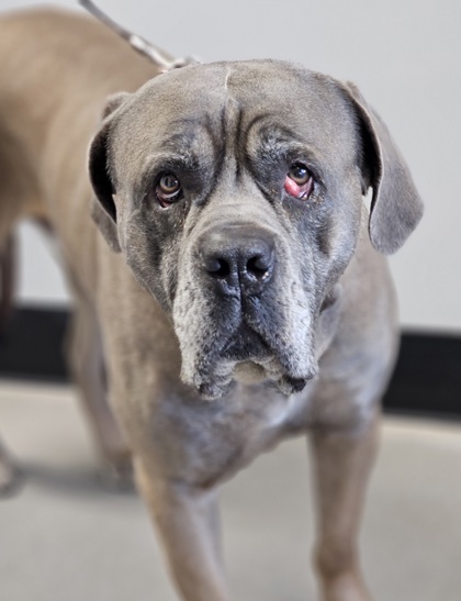 Goliath, an adoptable Bullmastiff, Mixed Breed in West Chester, PA, 19380 | Photo Image 1