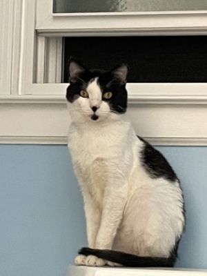 Meet sweet Claude He came to the shelter as a shy under socialized and sensitive cat which also m