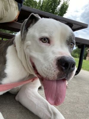 Roxy Nova, Adult Female Pit Bull Terrier
