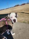 Roxy Nova photo 3