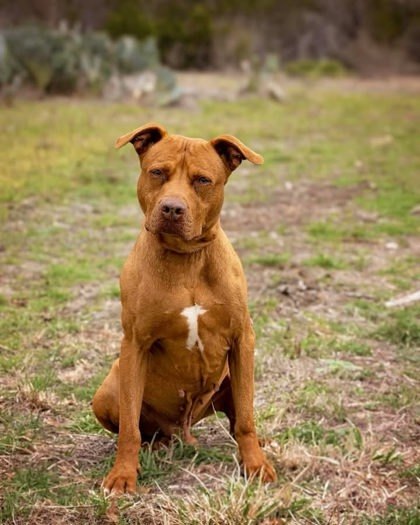 Doug, an adoptable Mixed Breed in Buchanan Dam, TX, 78609 | Photo Image 1