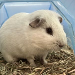 Cane, Adult Male Guinea Pig