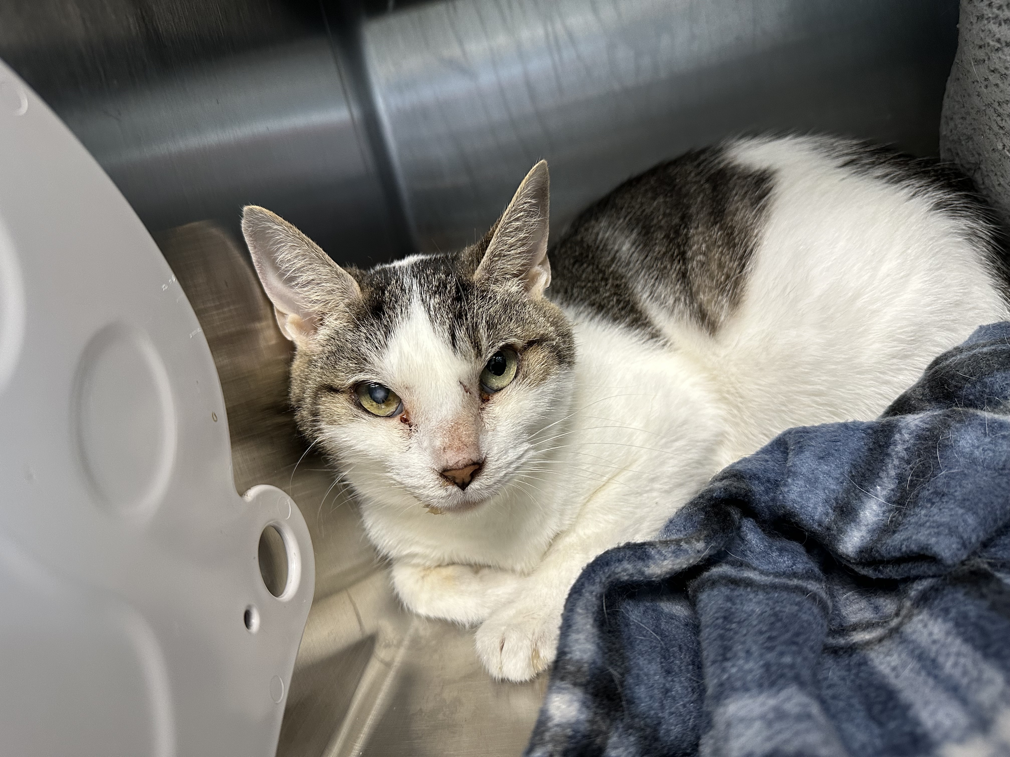 Penny (Barn Cat), an adoptable Domestic Short Hair in Rhinelander, WI, 54501 | Photo Image 1