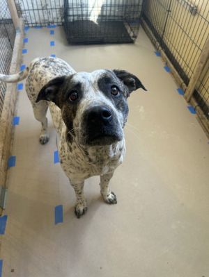 Lovebug, Adult Female Labrador Retriever