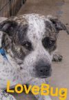 Lovebug photo 3