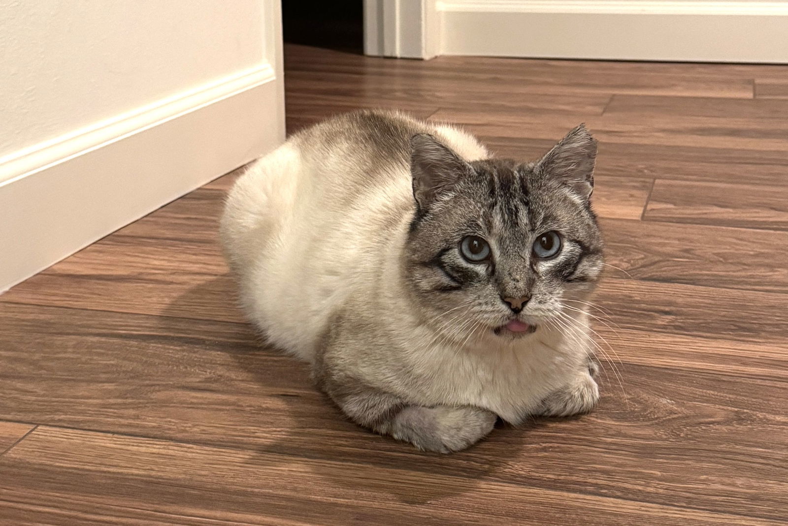 Zeus