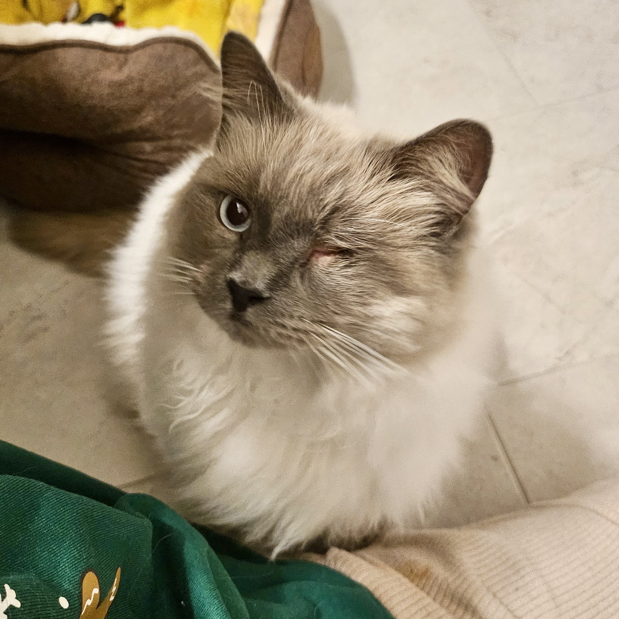 Turkey, an adoptable Siamese, Ragdoll in Knoxville, TN, 37930 | Photo Image 1