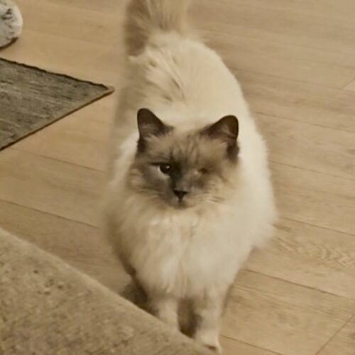 Turkey, an adoptable Siamese, Ragdoll in Knoxville, TN, 37930 | Photo Image 2