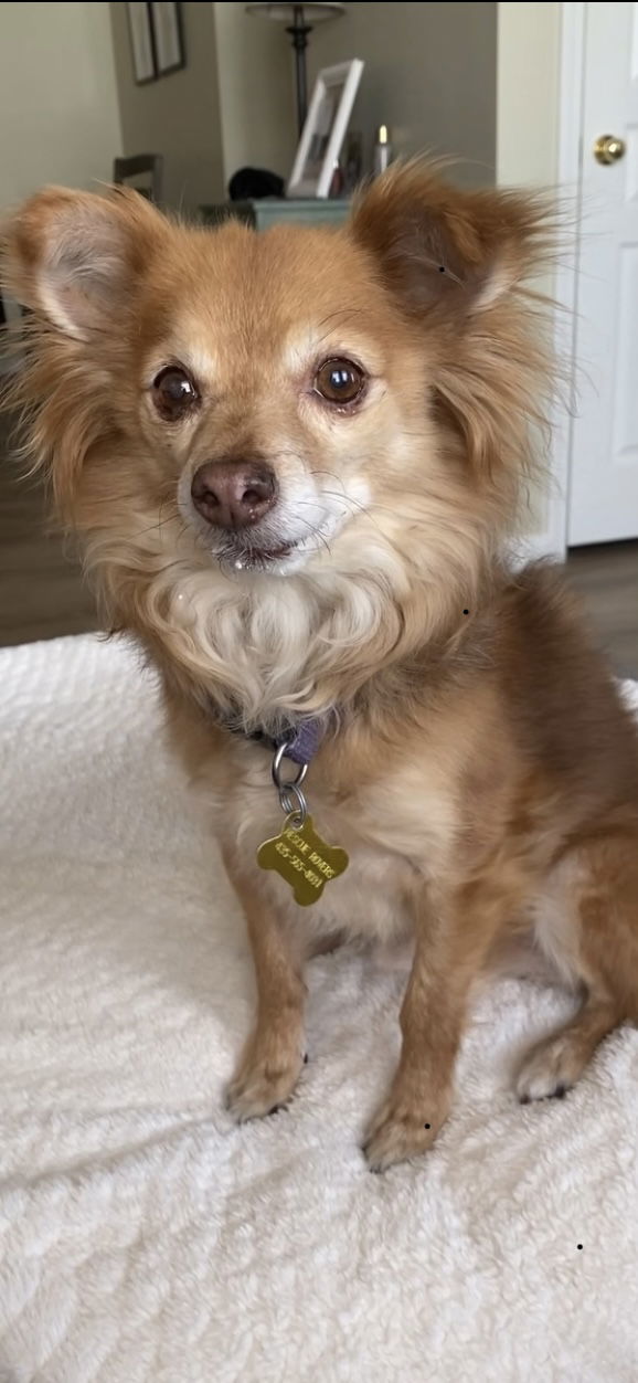 Fauxy, an adoptable Pomeranian in Salt Lake City, UT, 84171 | Photo Image 1