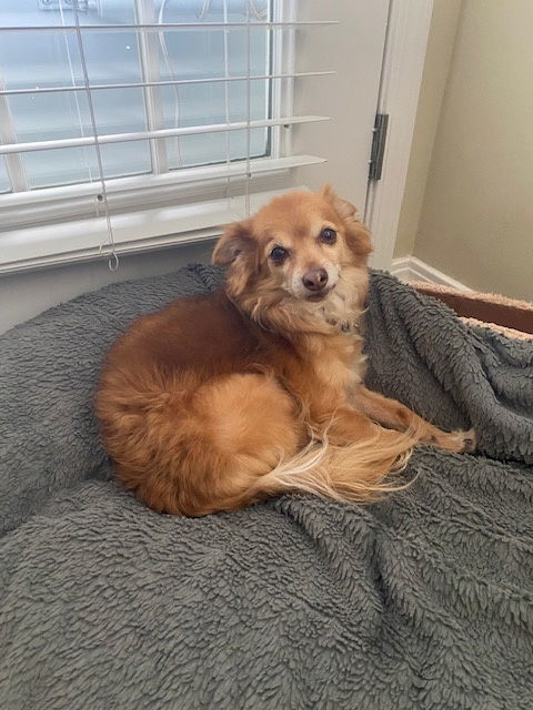 Fauxy, an adoptable Pomeranian in Salt Lake City, UT, 84171 | Photo Image 2