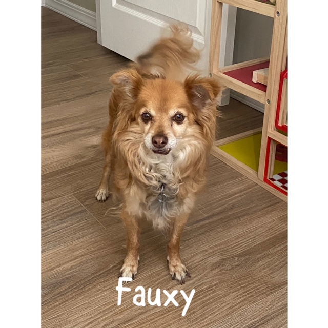 Fauxy, an adoptable Pomeranian in Salt Lake City, UT, 84171 | Photo Image 3