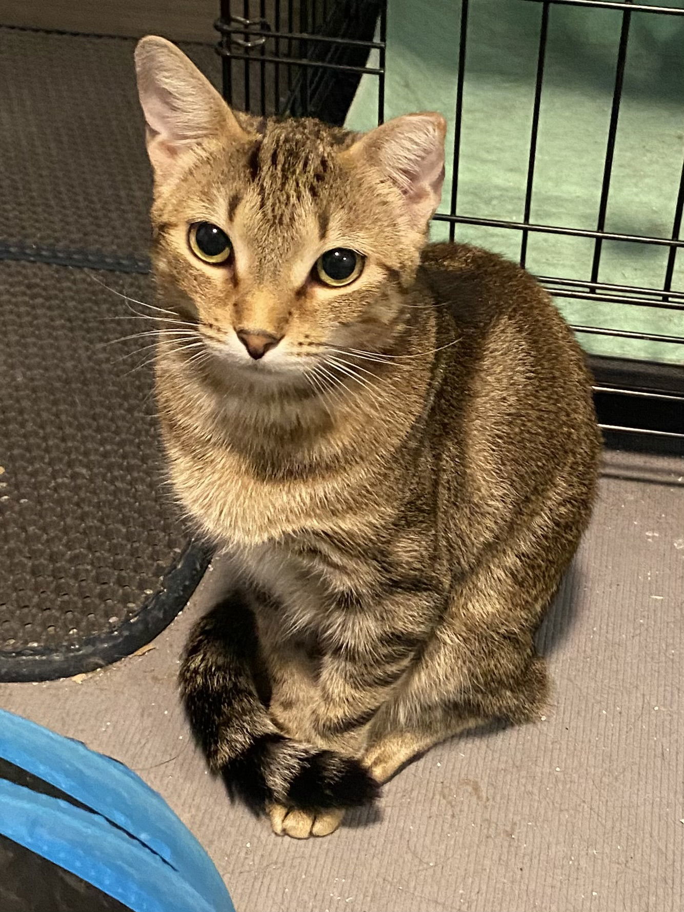 Olive