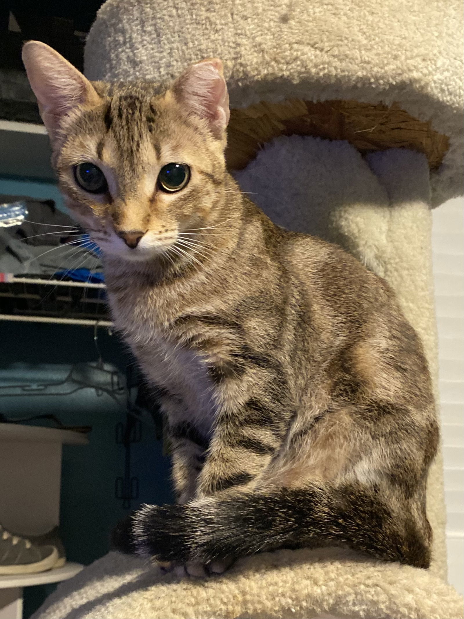 Olive