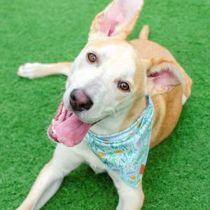 Hi there My name is Canelo and Im a neutered 8-month-old PitbullGerman Shepherd mix that curren
