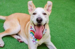 Hi there My name is Canelo and Im a neutered 8-month-old PitbullGerman Shepherd mix that curren