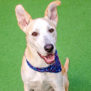 Hi there My name is Canelo and Im a neutered 10-month-old PitbullGerman Shepherd mix that curre