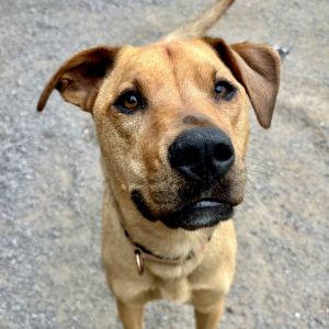 Cupid, Adult Female Mixed Breed