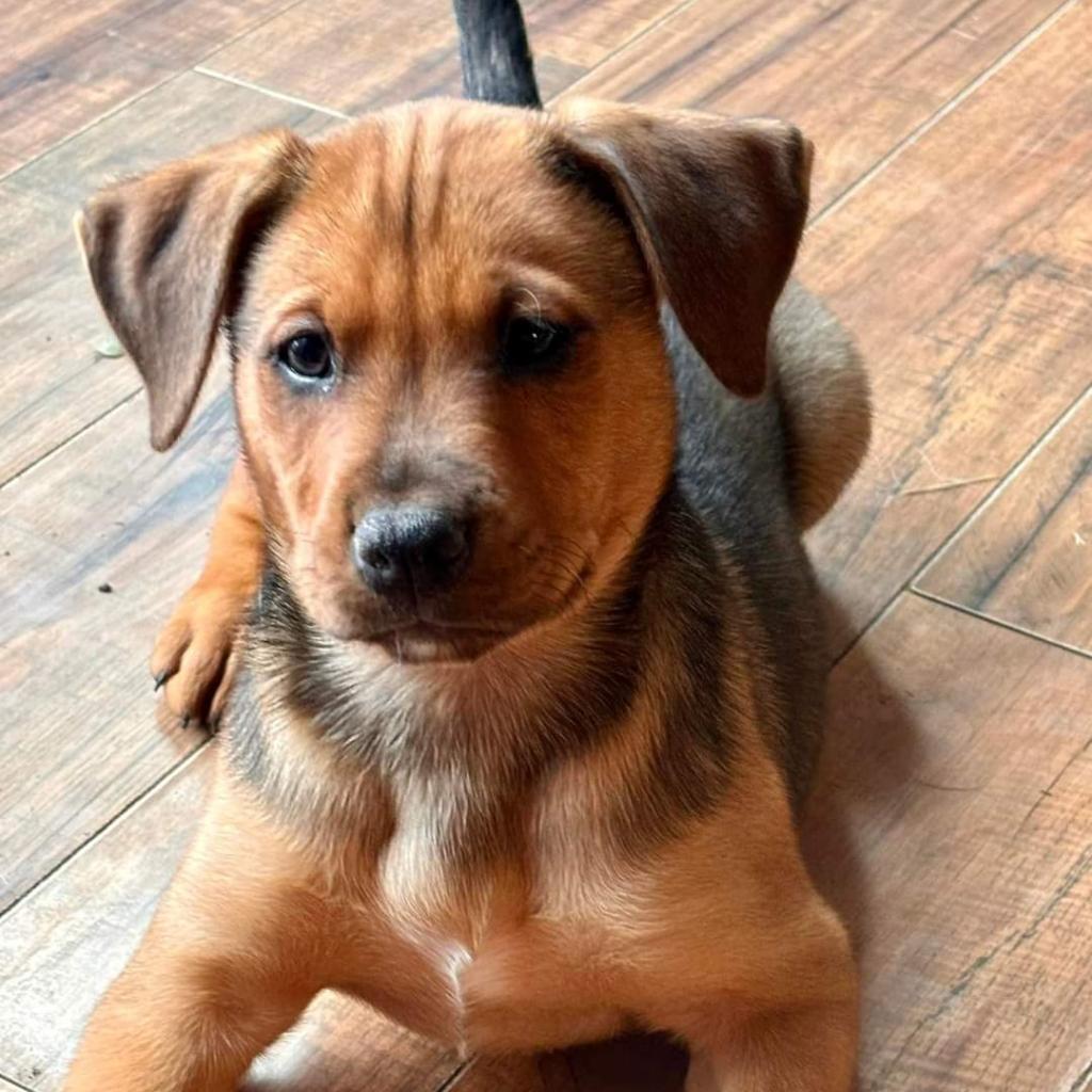 Cupid, an adoptable Mixed Breed in Redwood Valley, CA, 95470 | Photo Image 2