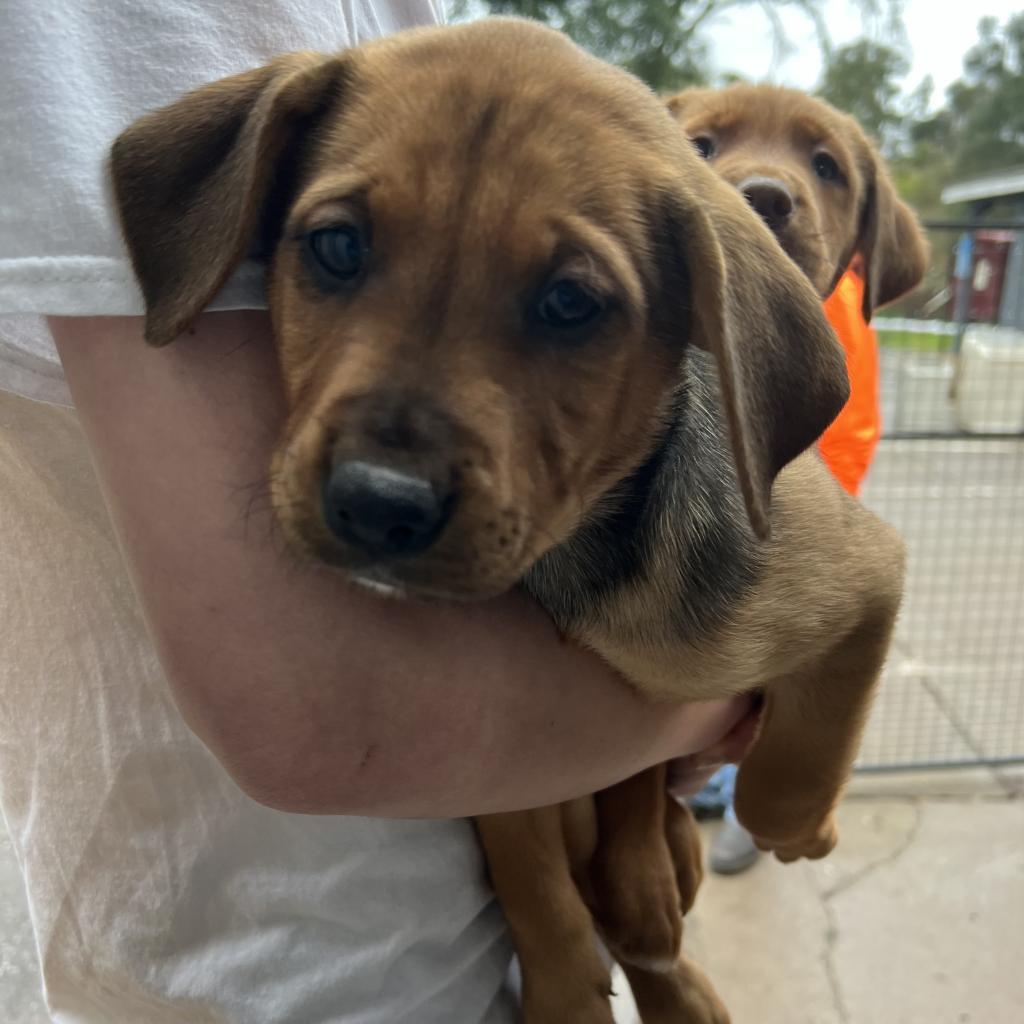 Cupid, an adoptable Mixed Breed in Redwood Valley, CA, 95470 | Photo Image 3