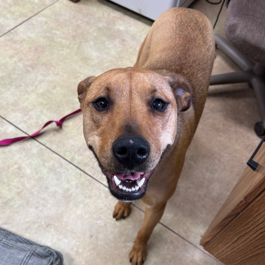 Cupid, an adoptable Mixed Breed in Redwood Valley, CA, 95470 | Photo Image 4