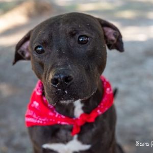 Hunter, Adult Male Mixed Breed
