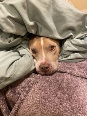Bronx is 8 years old and only 44 lbs Hes very sweet and friendly and has soulful eyes that have