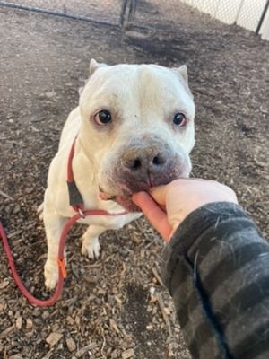 Meet Aristomache a big boy with a heart full of love and fun He absolutely adores treats and will 