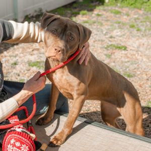 Josie- IN FOSTER, Adult Female Mixed Breed