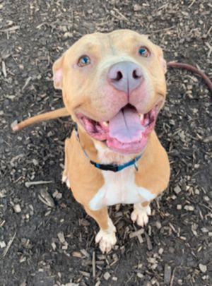 Nicki- IN FOSTER, Adult Female Mixed Breed