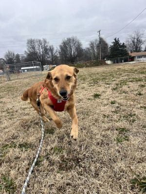 Silo, Adult Male Labrador Retriever