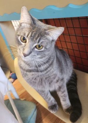 Introducing Flynn the dashing 15-year-old smokey grey tabby whos ready to turn your home into a p