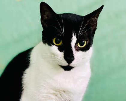 Pickle(Foster Needed)