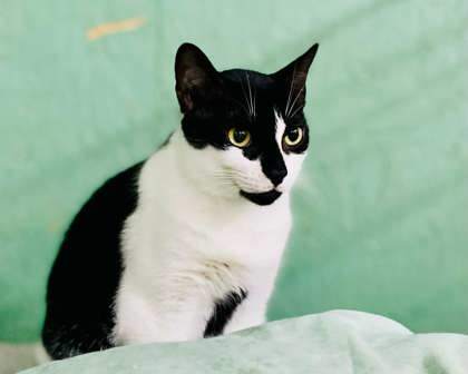 Pickle(Foster Needed)